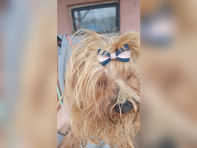 Szuzi, kleines Yorkshire Terrier Mix Mädchen geb. 04/2021