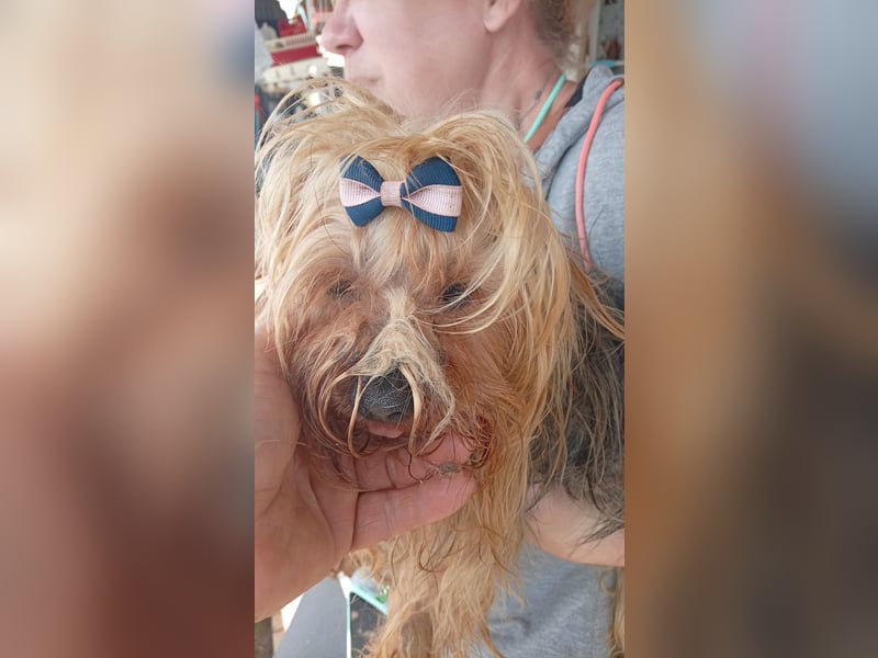 Szuzi, kleines Yorkshire Terrier Mix Mädchen geb. 04/2021