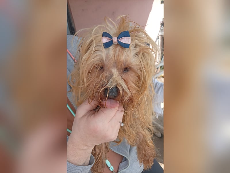 Szuzi, kleines Yorkshire Terrier Mix Mädchen geb. 04/2021