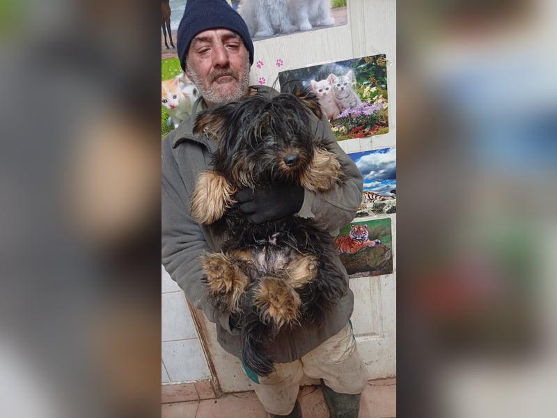 Pann, hübscher Yorkshire Terrier Mischling geb. 2025