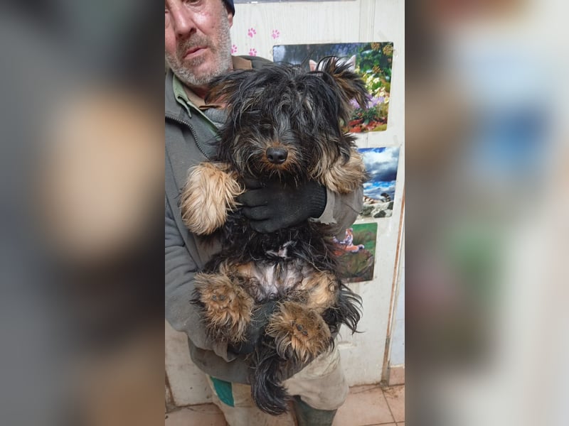Pann, hübscher Yorkshire Terrier Mischling geb. 2025