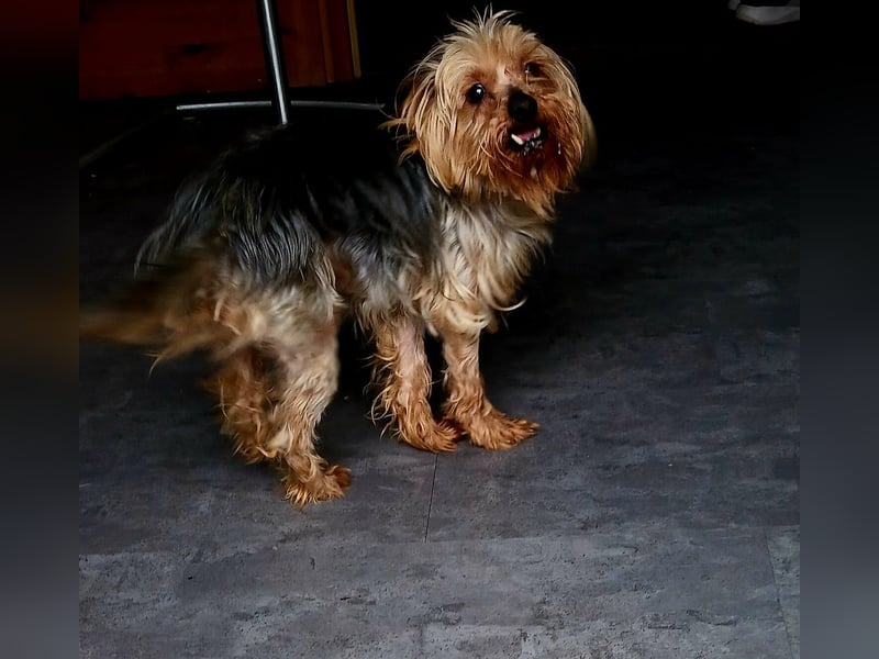 Szuzi, liebe kleine Yorkshire Terrier Mischlingshündin geb. 04/2021