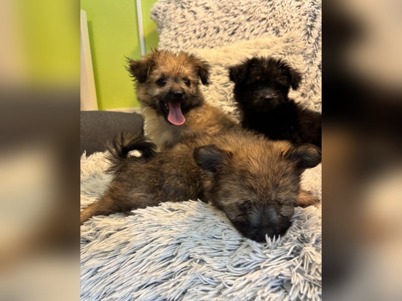 Scooby SR - verspielt, neugierig