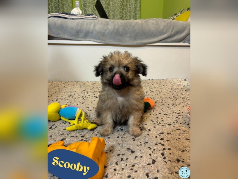 Scooby SR - verspielt, neugierig