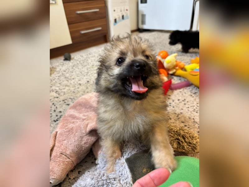 Scooby SR - verspielt, neugierig