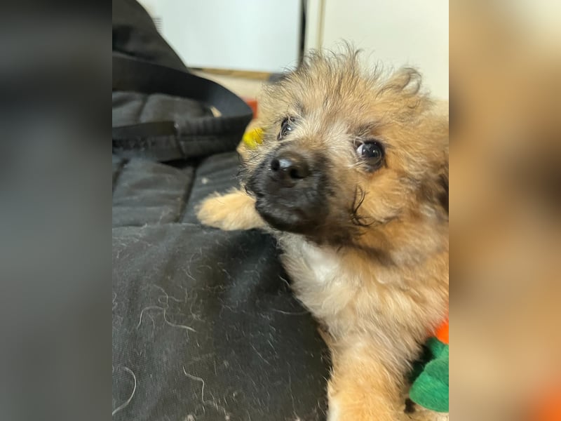 Scooby SR - verspielt, neugierig