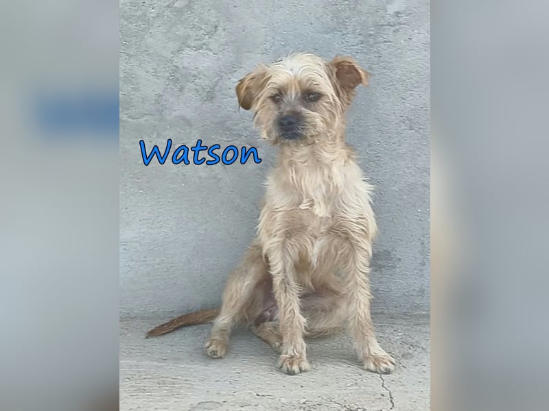 Watson geb. 03/2025 (ESP) - menschenbezogener Yorkshire-Terrier-Mischling!