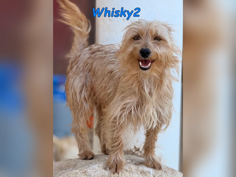 Whisky2 geb. 07/2024 (ESP) - menschenbezogener Yorkshire Terrier Mix!