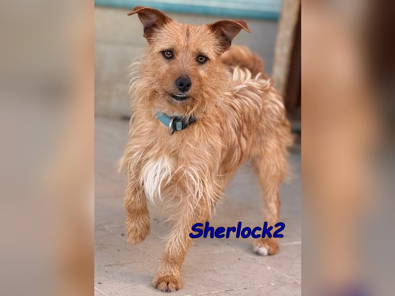 Sherlock2 geb. 07/2024 (ESP) - wunderschöner Yorki-Mix will das Leben entdecken!