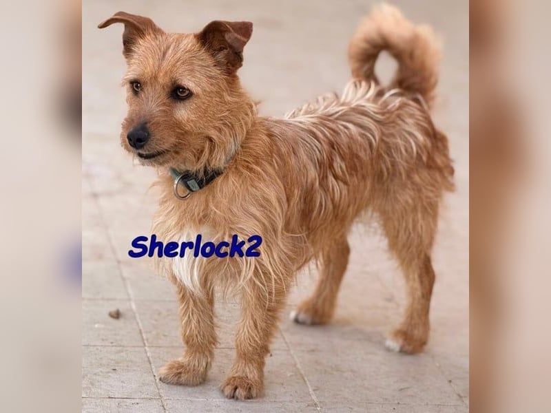 Sherlock2 geb. 07/2024 (ESP) - wunderschöner Yorki-Mix will das Leben entdecken!