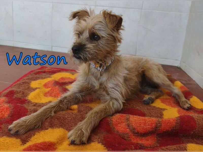 Watson geb. 03/2025 (ESP) - menschenbezogener Yorkshire-Terrier-Mischling!