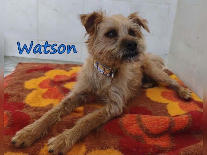 Watson geb. 03/2025 (ESP) - menschenbezogener Yorkshire-Terrier-Mischling!