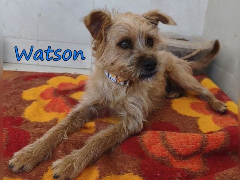 Watson geb. 03/2025 (ESP) - menschenbezogener Yorkshire-Terrier-Mischling!