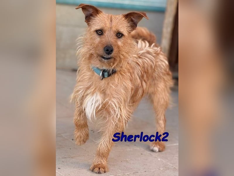 Sherlock2 geb. 07/2024 (ESP) - wunderschöner Yorki-Mix will das Leben entdecken!