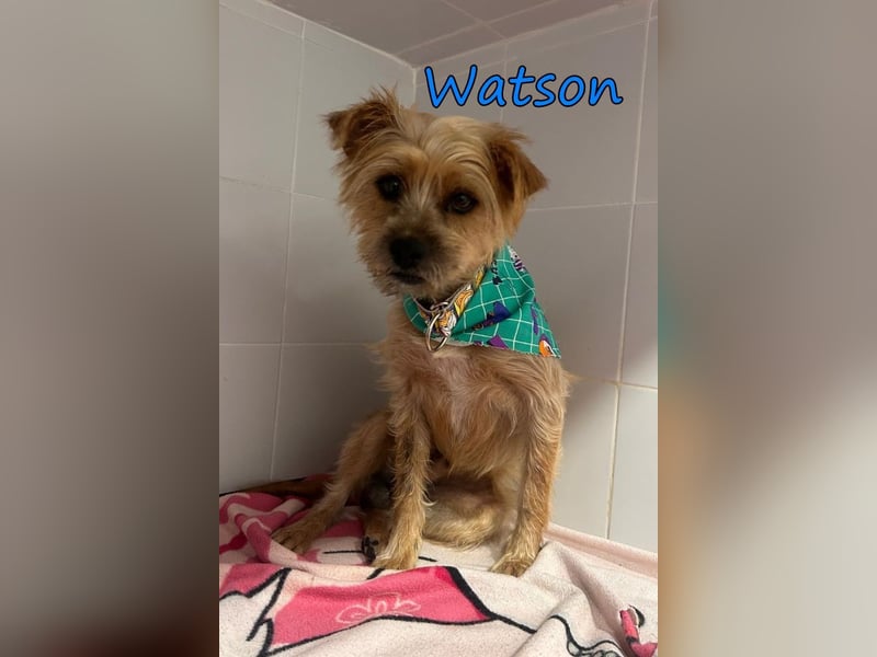 Watson geb. 03/2025 (ESP) - menschenbezogener Yorkshire-Terrier-Mischling!