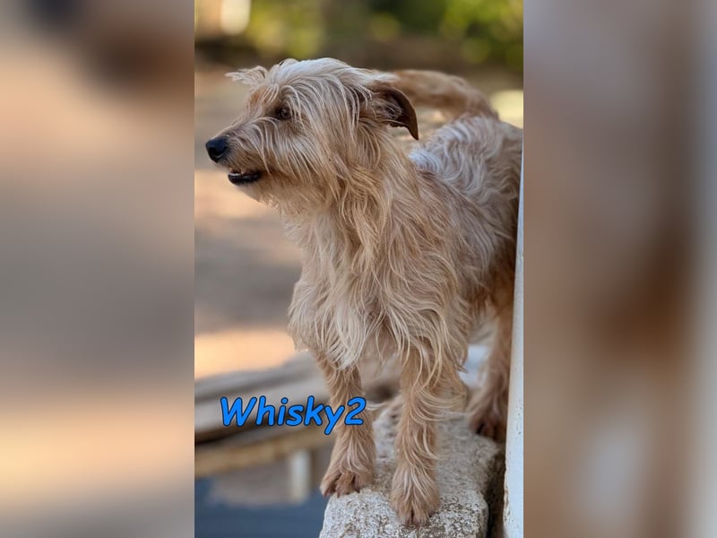 Whisky2 geb. 07/2024 (ESP) - menschenbezogener Yorkshire Terrier Mix!
