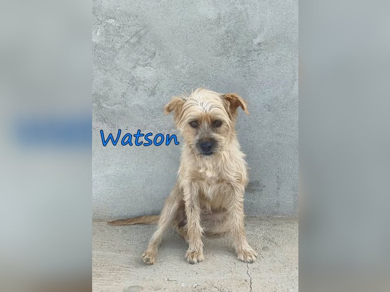 Watson geb. 03/2025 (ESP) - menschenbezogener Yorkshire-Terrier-Mischling!