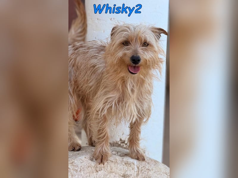 Whisky2 geb. 07/2024 (ESP) - menschenbezogener Yorkshire Terrier Mix!