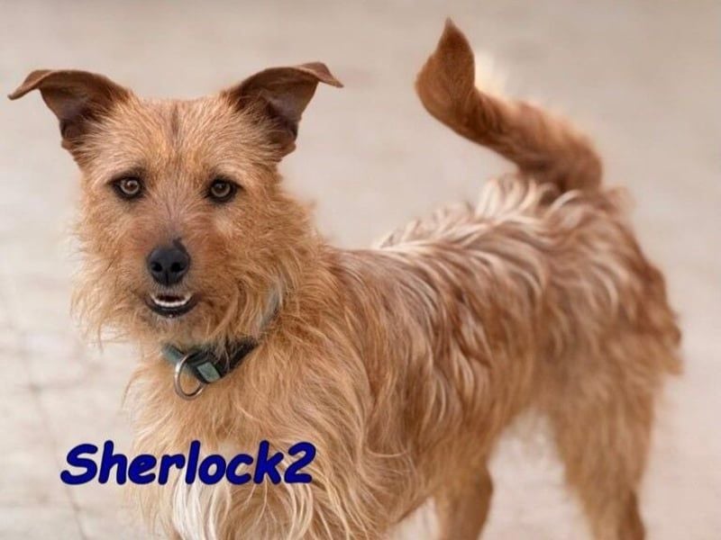 Sherlock2 geb. 07/2024 (ESP) - wunderschöner Yorki-Mix will das Leben entdecken!