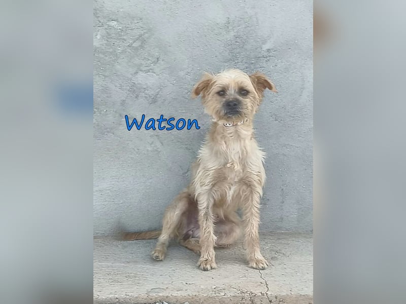 Watson geb. 03/2025 (ESP) - menschenbezogener Yorkshire-Terrier-Mischling!
