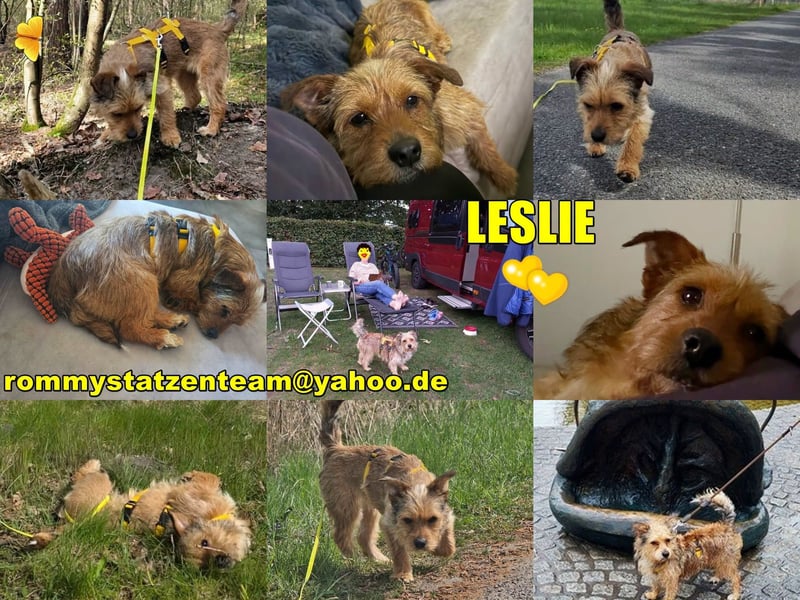 Leslie sucht aktive Menschen, die gerne was unternehmen (45739 Oer-Erkenschwick)