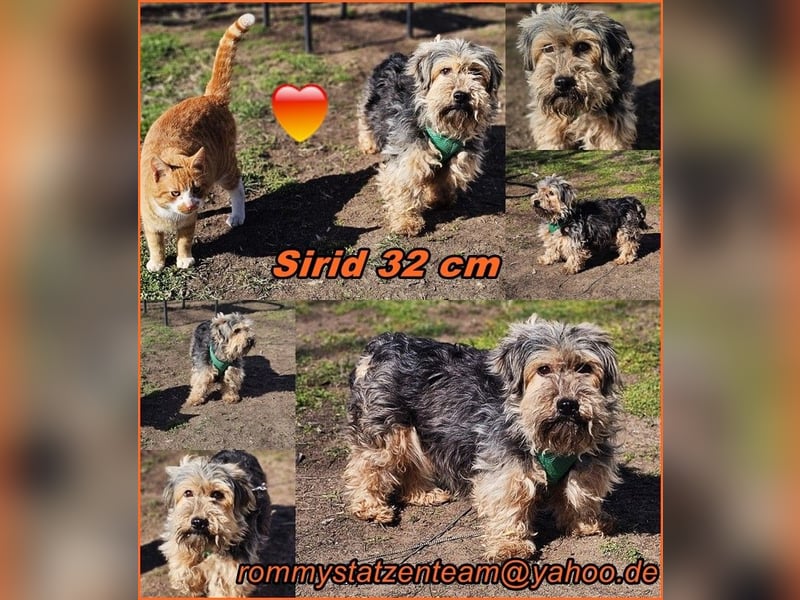 Sirid ist aktiv und neugierig