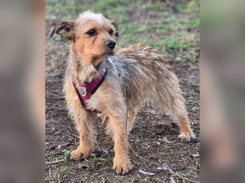 Neslin versucht alles richtig zu machen