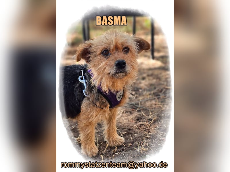 Basma ist ein liebenswertes, älteres Yorkiemädel
