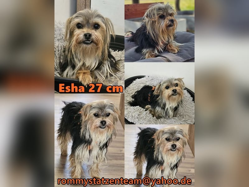 Esha ist neugierig und freundlich