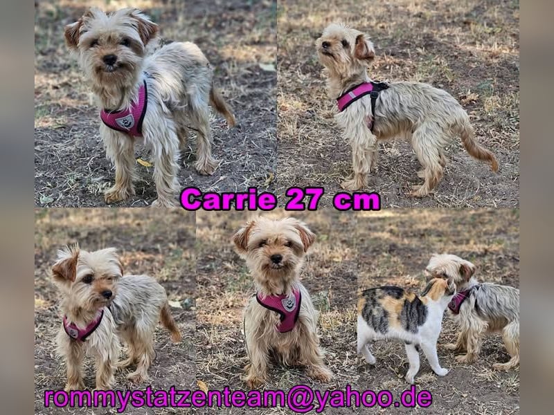 Carries neues Zuhause sollte eher ruhiger sein
