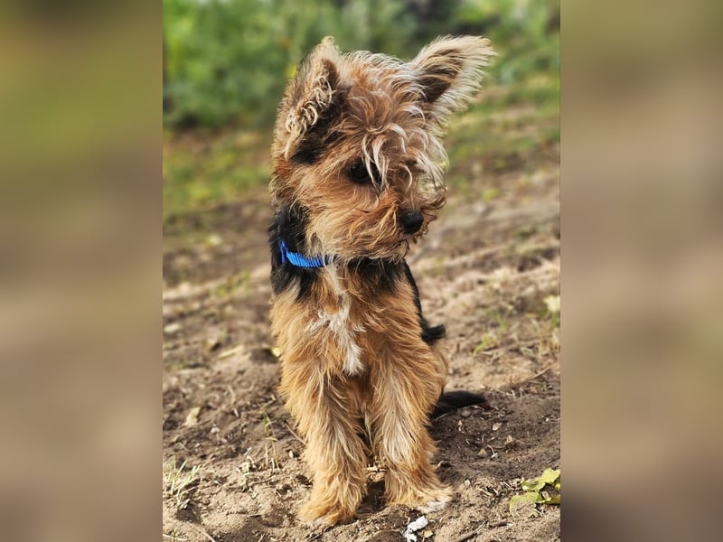 Pico sucht erfahrene, liebevolle Menschen