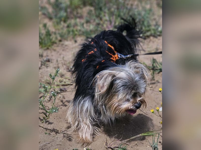 Esha ist neugierig und freundlich