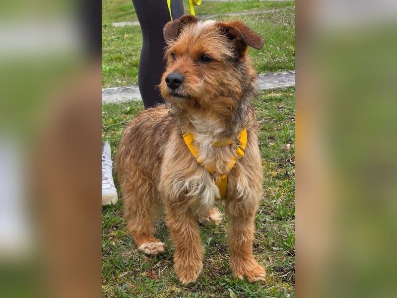 Neslin versucht alles richtig zu machen (31535 Neustadt am Rübenberge)