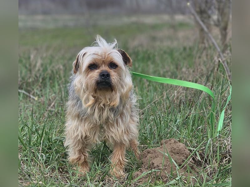 Nilo geht jedem Konflikt aus dem Weg (25451 Quickborn)