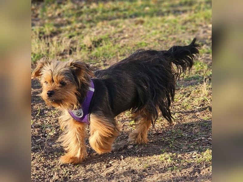 Chipsa ist freundlich und verträglich