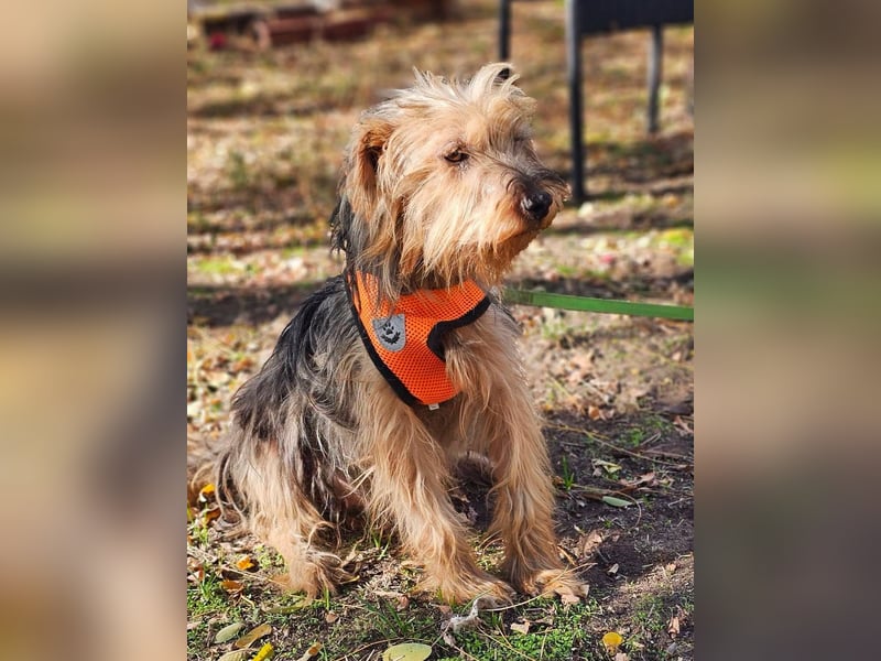 Nolana ist eine aufgeweckte Terrier-Mix-Hündin