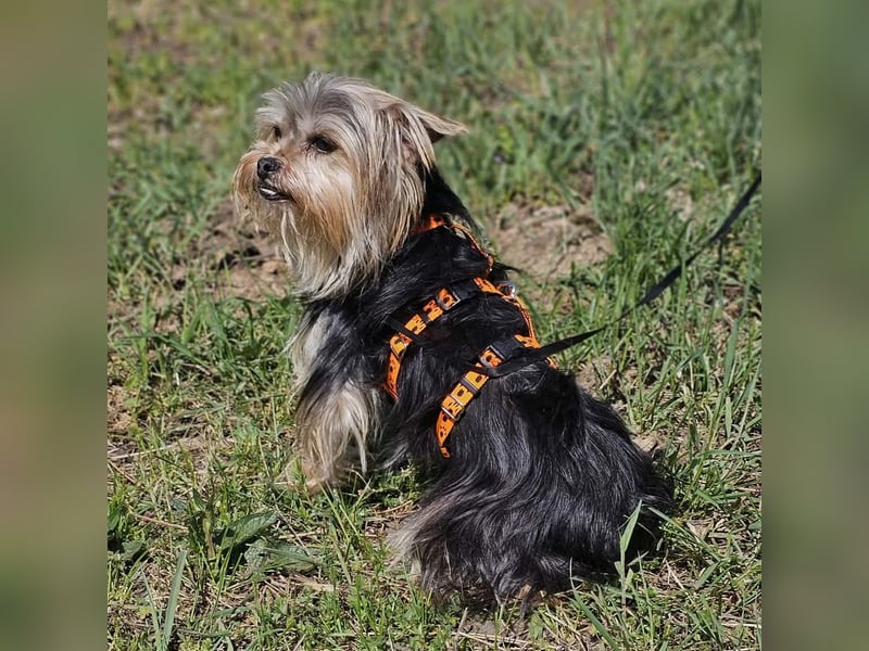 Esha ist neugierig und freundlich