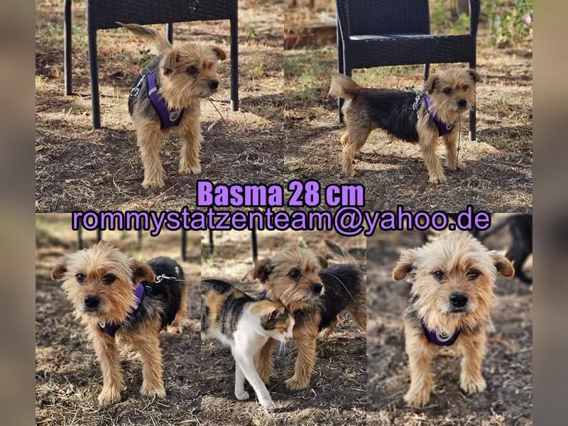 Basma ist ein liebenswertes, älteres Yorkiemädel
