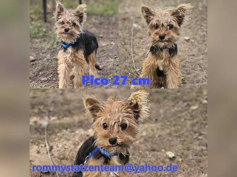 Pico sucht erfahrene, liebevolle Menschen