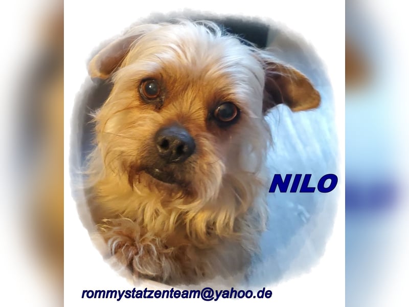 Nilo geht jedem Konflikt aus dem Weg (25451 Quickborn)