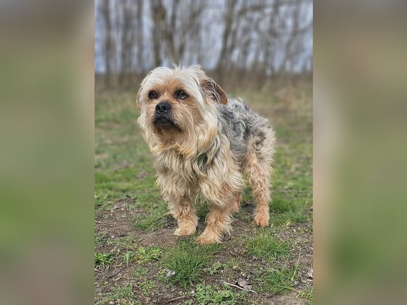 Nilo geht jedem Konflikt aus dem Weg (25451 Quickborn)