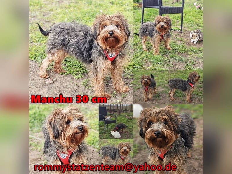 Manchu - vom Verhalten her wie ein Welpe