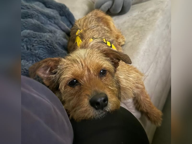 Neslin versucht alles richtig zu machen (31535 Neustadt am Rübenberge)