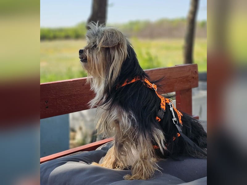 Esha ist neugierig und freundlich