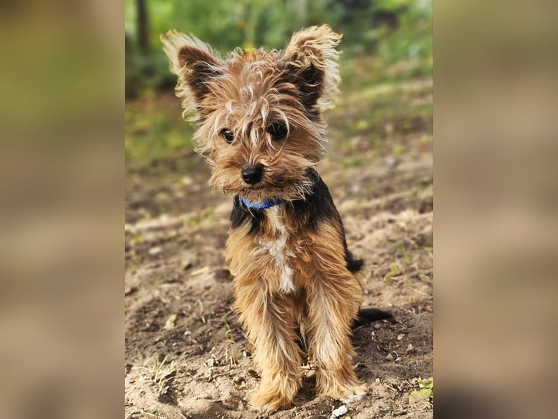 Pico sucht erfahrene, liebevolle Menschen