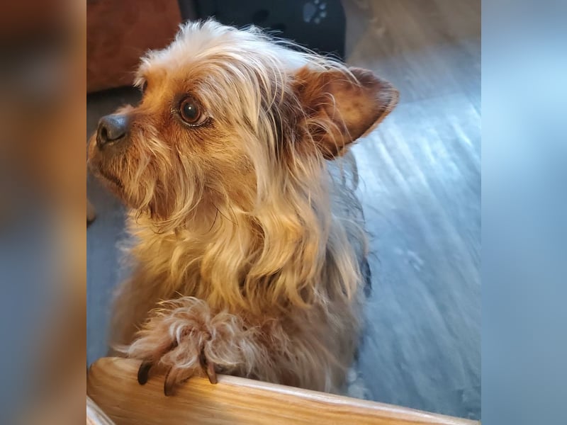 Nilo geht jedem Konflikt aus dem Weg (25451 Quickborn)