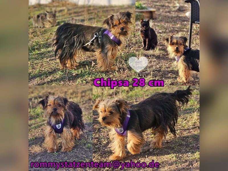 Chipsa ist freundlich und verträglich