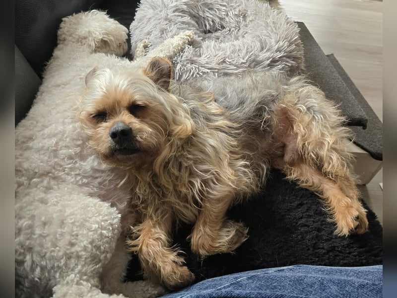 Nilo geht jedem Konflikt aus dem Weg (25451 Quickborn)