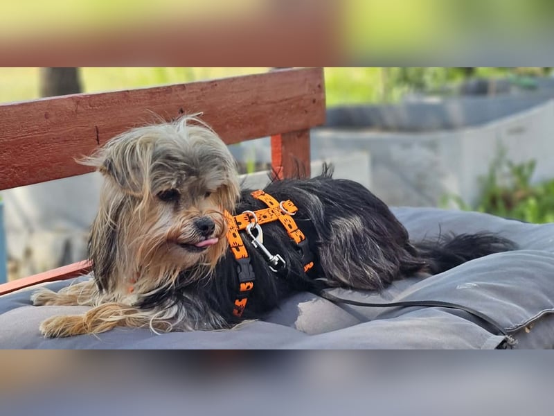 Esha ist neugierig und freundlich