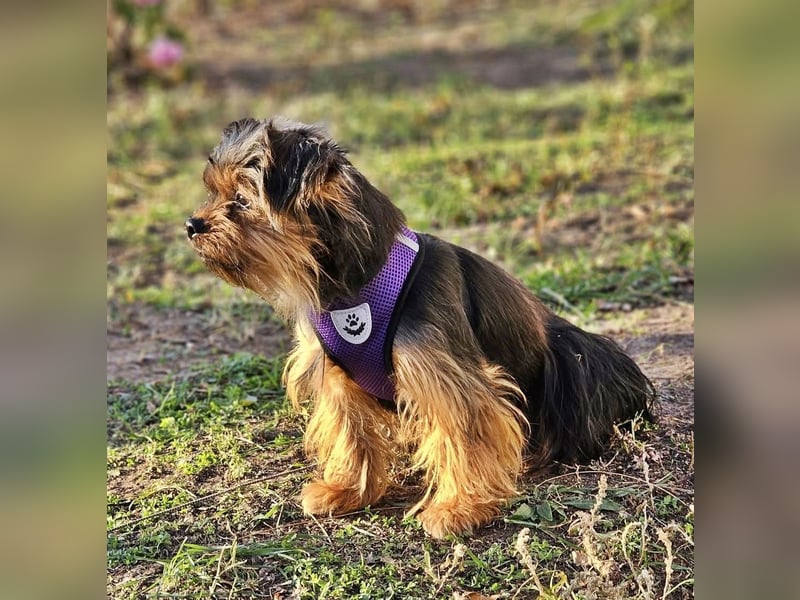 Chipsa ist freundlich und verträglich